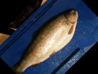 image of fish