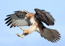 image of hawk