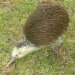 image of bird