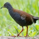 image of bird