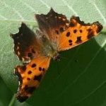 image of animal