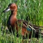 image of bird