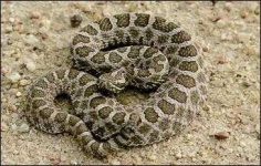 image of sidewinder