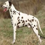 image of animal