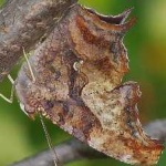 image of animal