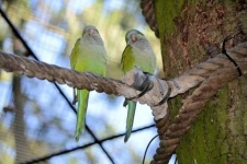 image of lovebird