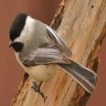 image of black_capped_chickadee #10