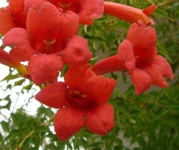 image of flower