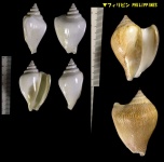image of conch