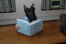 image of scotch_terrier