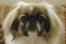 image of pekinese
