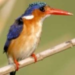 image of bird
