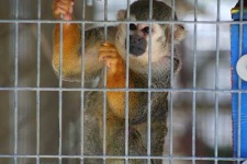 image of squirrel_monkey