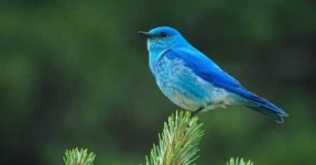 image of bluebird