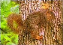 image of fox_squirrel