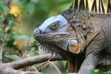 image of animal