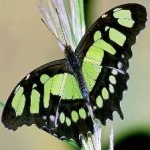 image of animal