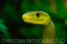 image of green_mamba