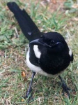 image of magpie
