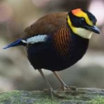 image of bird