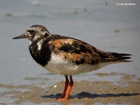 image of ruddy_turnstone