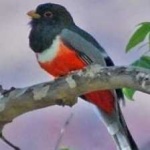 image of bird
