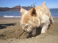 image of norwich_terrier