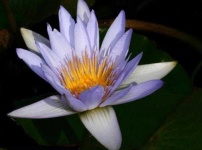 image of flower