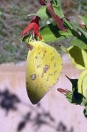 image of sulphur_butterfly #21