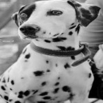 image of animal