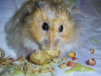 image of hamster