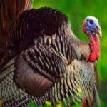 image of bird