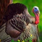 image of wild_turkey #33