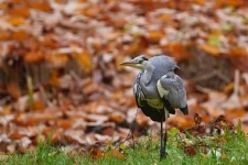image of heron