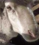 image of animal
