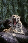 image of jaguar_car