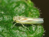 image of leafhopper #8