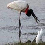 image of bird