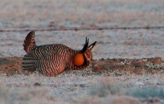 image of prairie_chicken