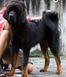 image of tibetan_mastiff #7