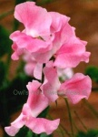 image of flower