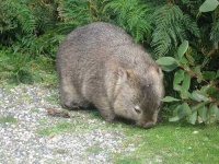 image of wombat