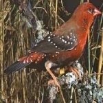 image of bird