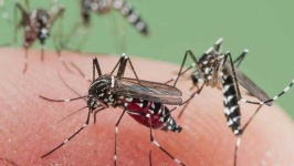 image of mosquito