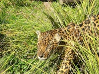 image of jaguar_car