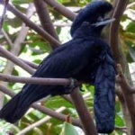 image of bird