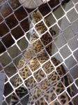image of jaguar_car