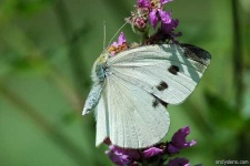 image of cabbage_butterfly