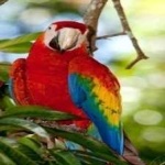 image of bird
