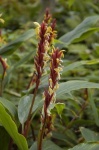 image of flower
